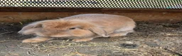 Mixed Breed rabbits for sale: Mini lop and lion head FREE - Advert 1