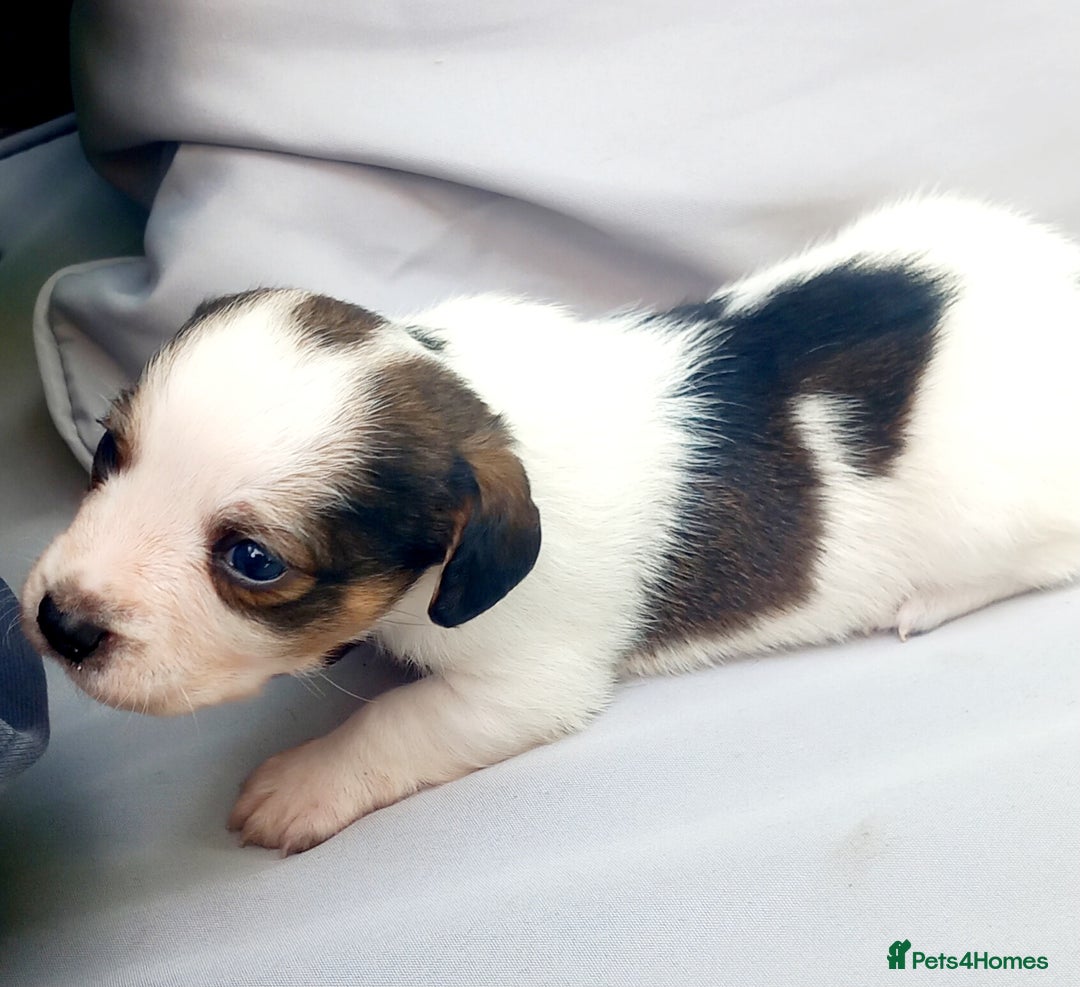 Mixed Breed dogs for sale: Jack Russel Pups in Machynlleth - Image 13
