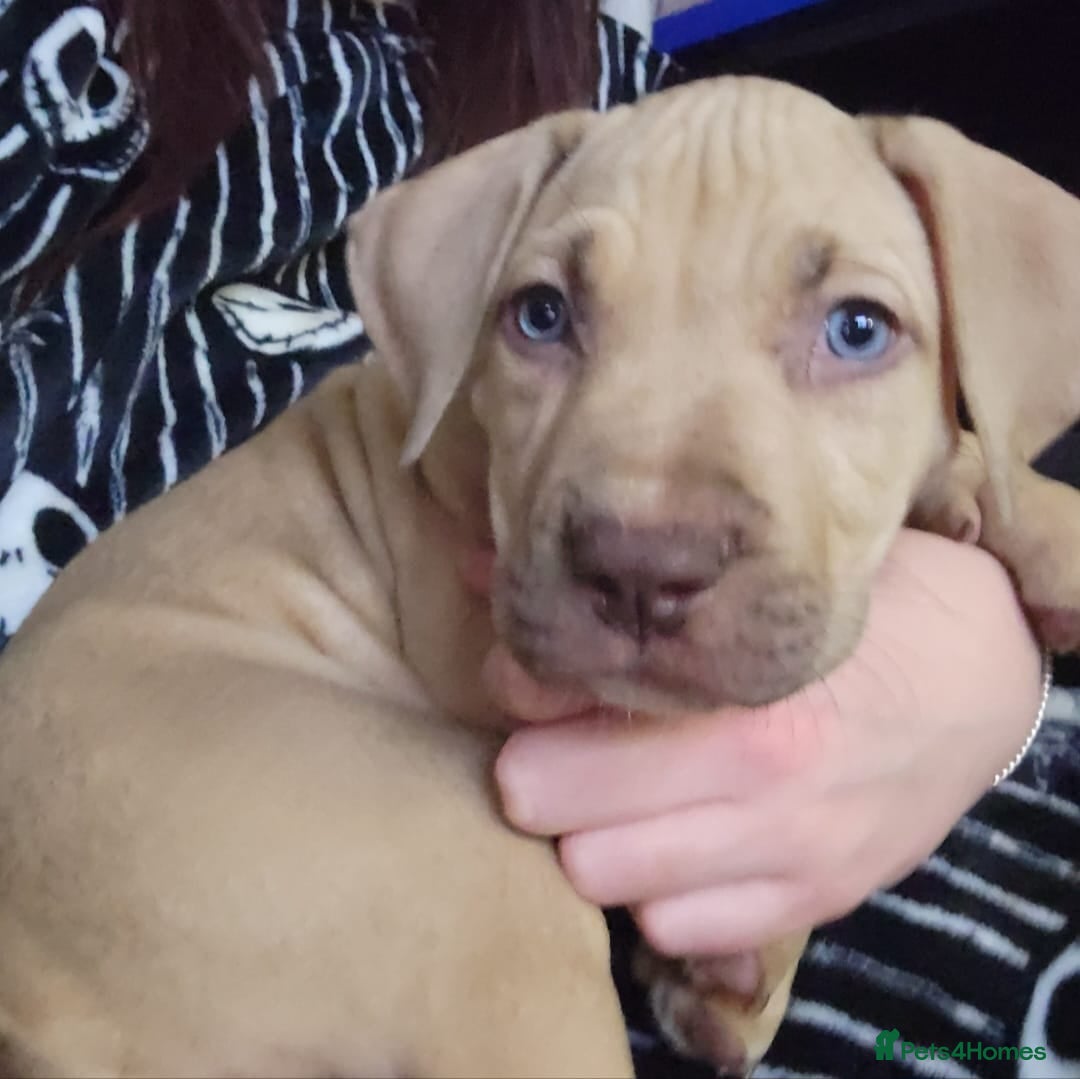 Presa Canario dogs for sale:  Presa Canario Puppies – Ready to leave now - Advert 11