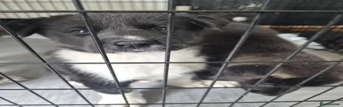Huskita 1