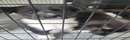 Huskita dogs for sale: 2 Adorable Huskitas - Advert 4