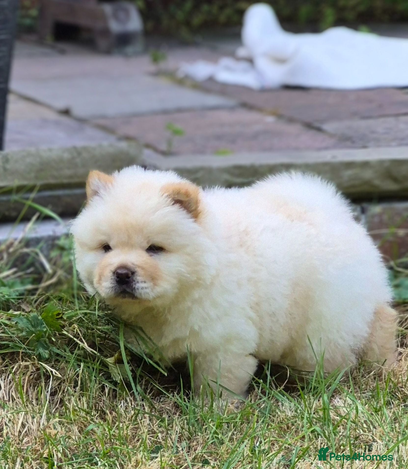 Chow Chow dogs Kc reg chow chow pups  - Advert 12