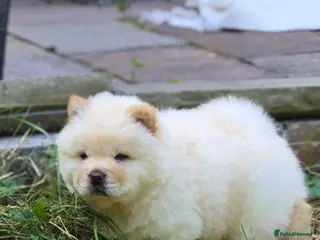 Chow Chow dogs Kc reg chow chow pups - Advert 5