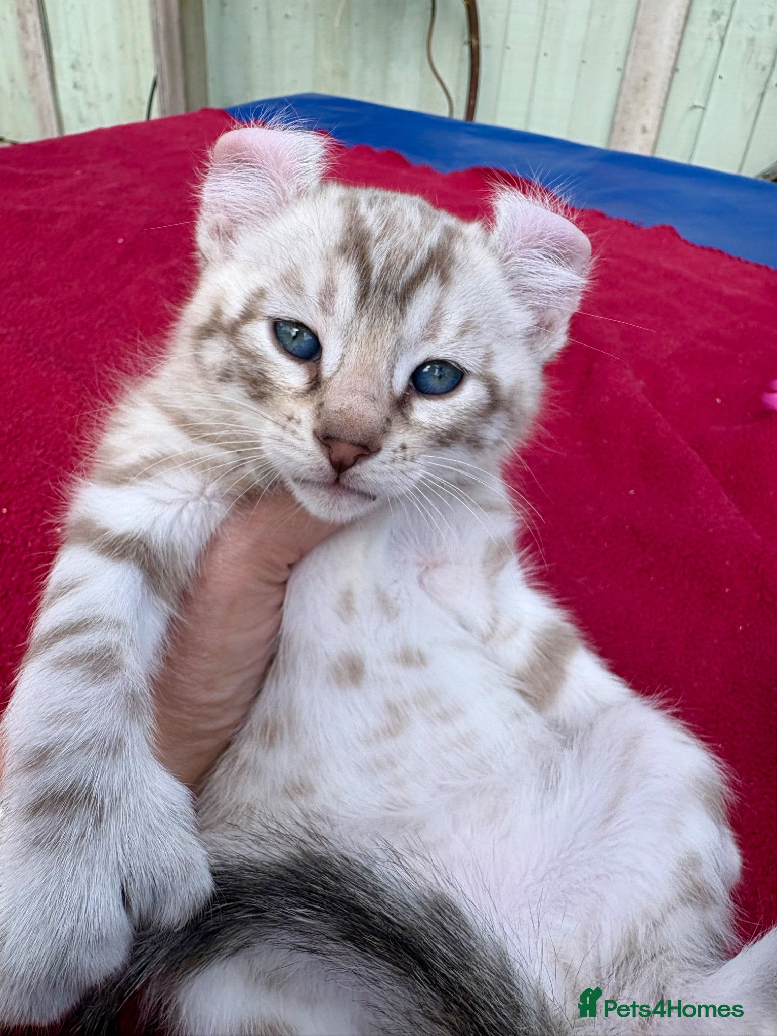 Keetso cats Superb very rare polydactyl curled eared keetsos  - Advert 11