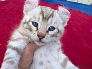 Keetso cats Superb very rare polydactyl curled eared keetsos - Advert 11