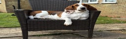 Basset Hound dogs for sale: Exceptional KC Basset Hound Puppies Now Available - Advert 5