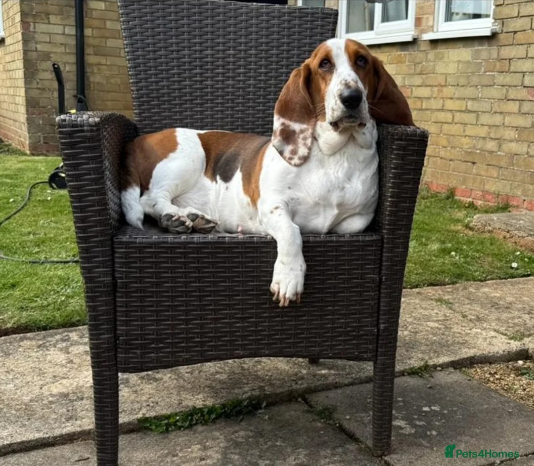 Basset Hound dogs for sale: One Beautiful Basset Hound Pup (Bertha) remaining. - Advert 19