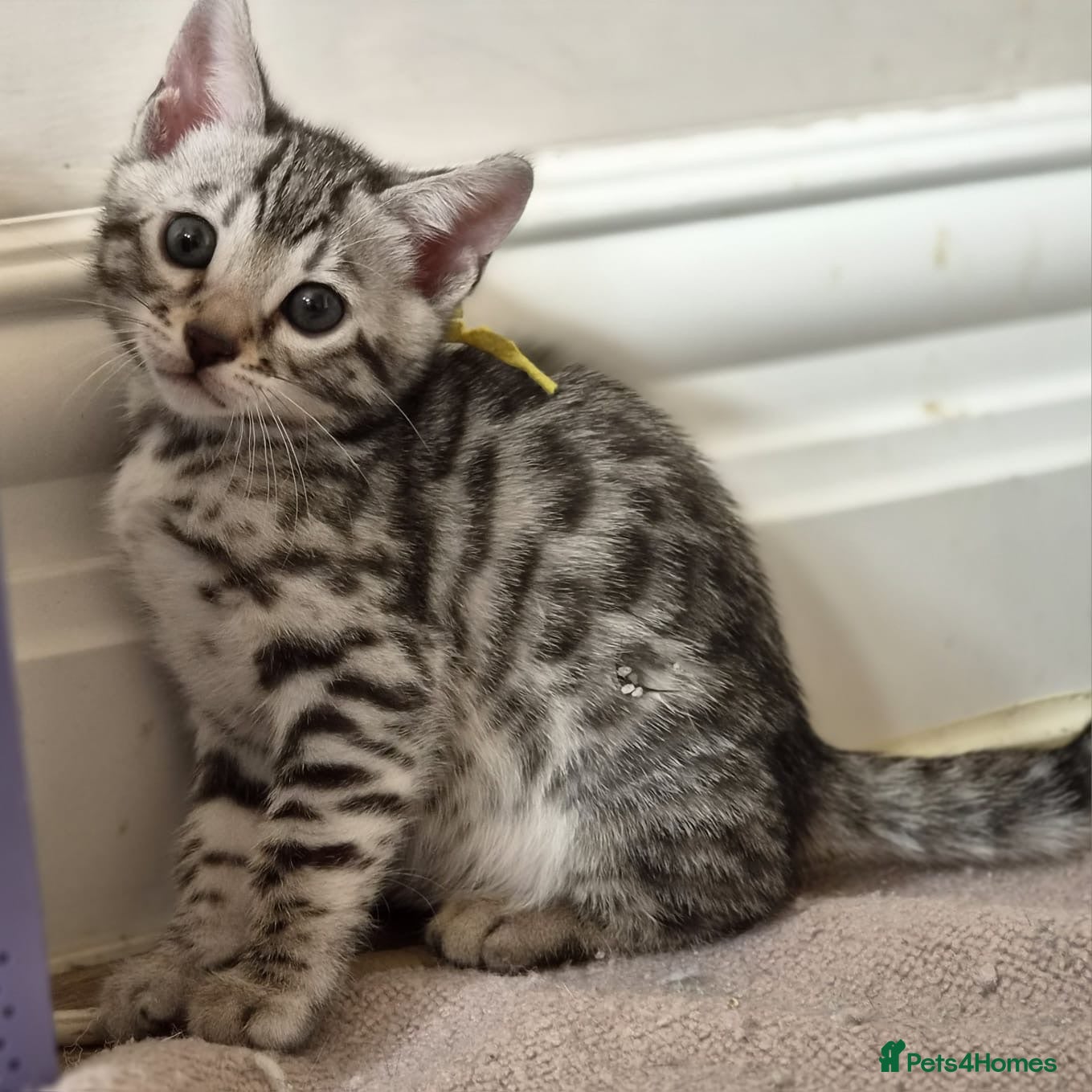 Bengal cats Tempest Bengala TICA registered kittens  - Advert 2