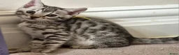 Bengal cats for sale: Tempest Bengala TICA registered kittens  - Advert 3