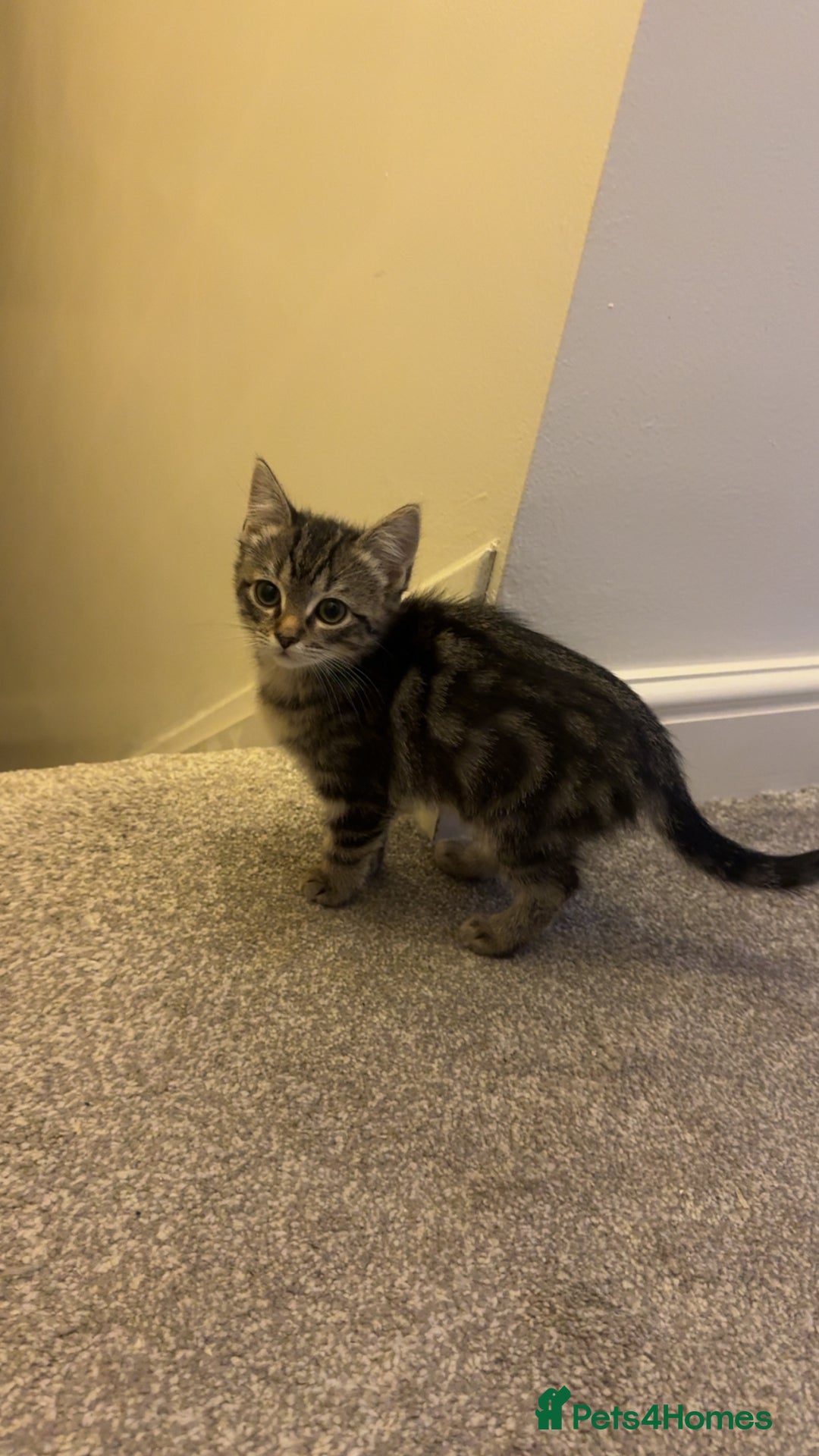 Ragdoll cats for sale: Taddy mixed with ragdoll for sale  - Advert 8