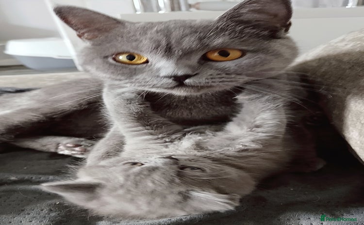 British Shorthair cats - Advert 7