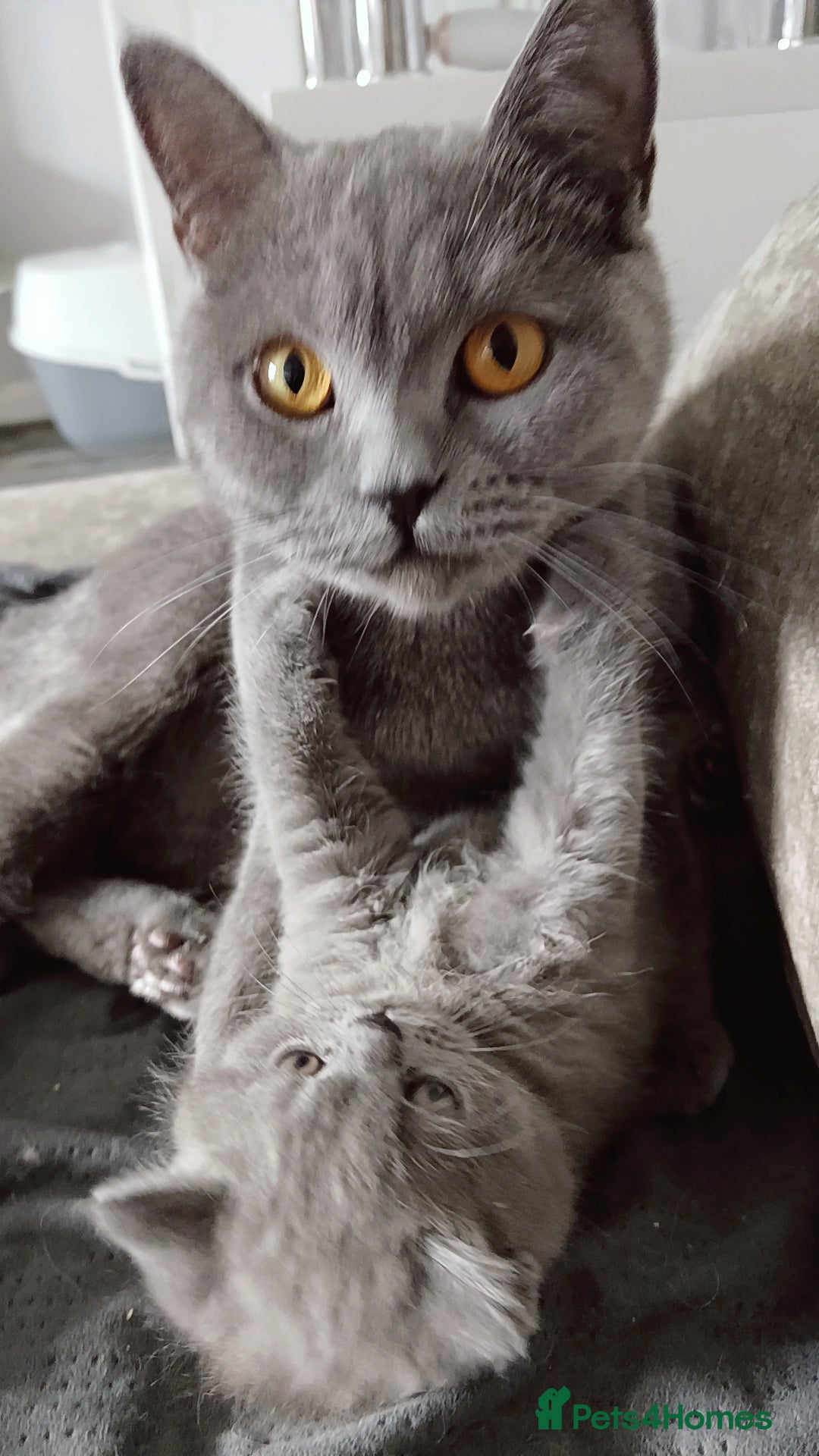 British Shorthair cats for sale: Gorgeous blue britishshorthair/persian - Image 2