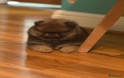 Pomeranian dogs for sale: Xs teddy face Pomeranian  - Image 8