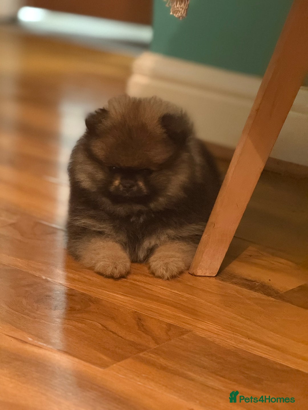 Pomeranian dogs for sale: Xs teddy face Pomeranian  - Image 8