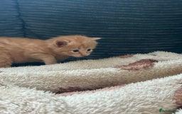 Ragdoll cats for sale: Tabby Ragdoll Kittens ❤️‍🔥 - Advert 10