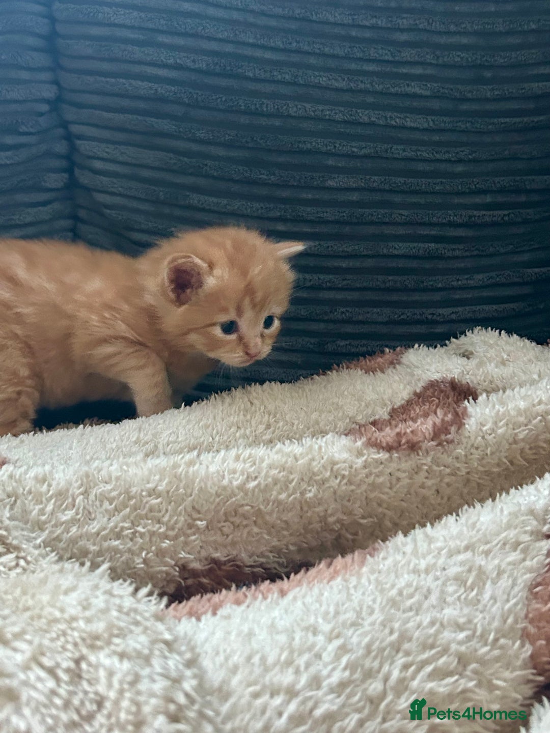 Ragdoll cats for sale: Tabby Ragdoll Kittens ❤️‍🔥 - Advert 10