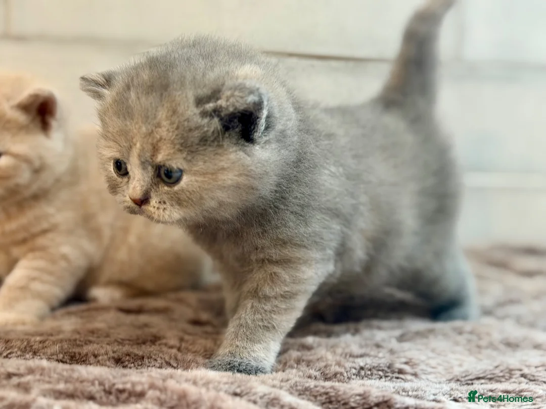 British Shorthair cats for sale: Champion sired GCCF British shorthair kittens - Advert 13