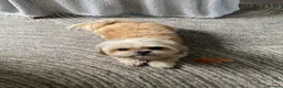 Shih Tzu dogs for sale: Tiny Shih Tzu’s in Leicester - Advert 5