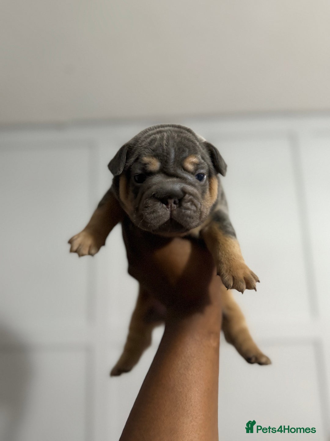 French Bulldog dogs for sale: Lilac & tan fluffies/ **  - Advert 10