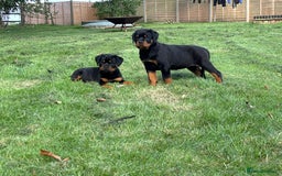 Rottweiler dogs for sale: 🏆Ready to go! By N.1 Stud in the UK METAL!!🏆 - Image 11