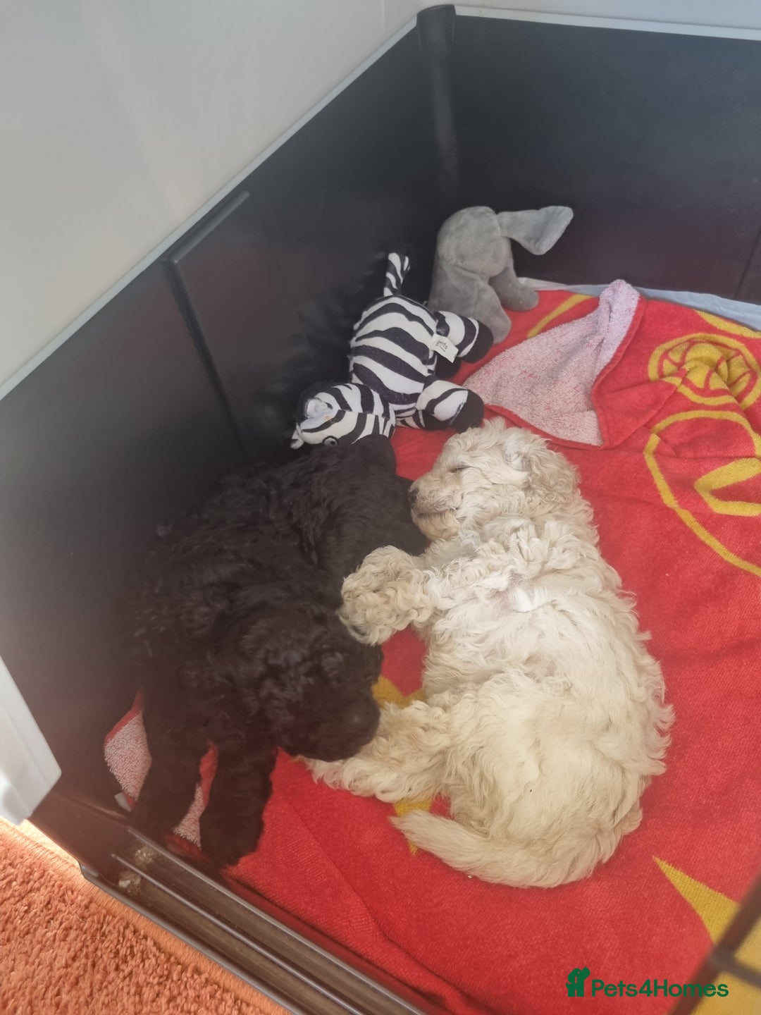 Toy Poodle dogs for sale: Two Toy poodle boys - Image 3
