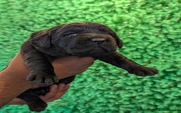 Labrador Retriever dogs for sale: CHUNKY BLACK AND CHOCOLATE PEDIGREE LABS - Image 11