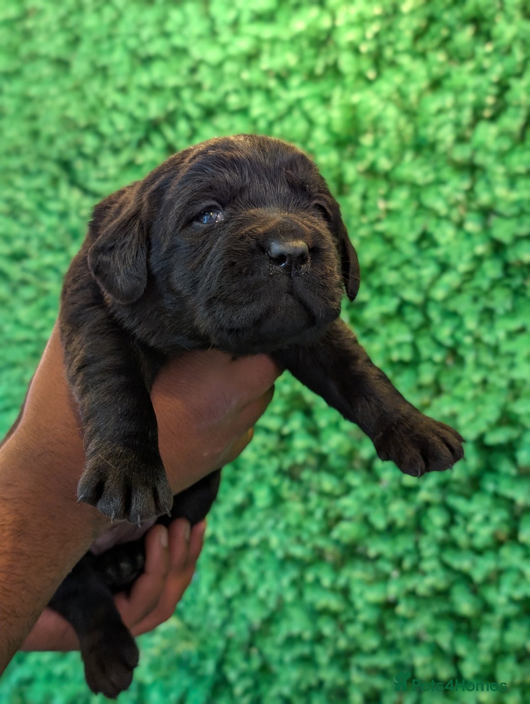Labrador Retriever dogs for sale: CHUNKY BLACK AND CHOCOLATE PEDIGREE LABS - Image 11