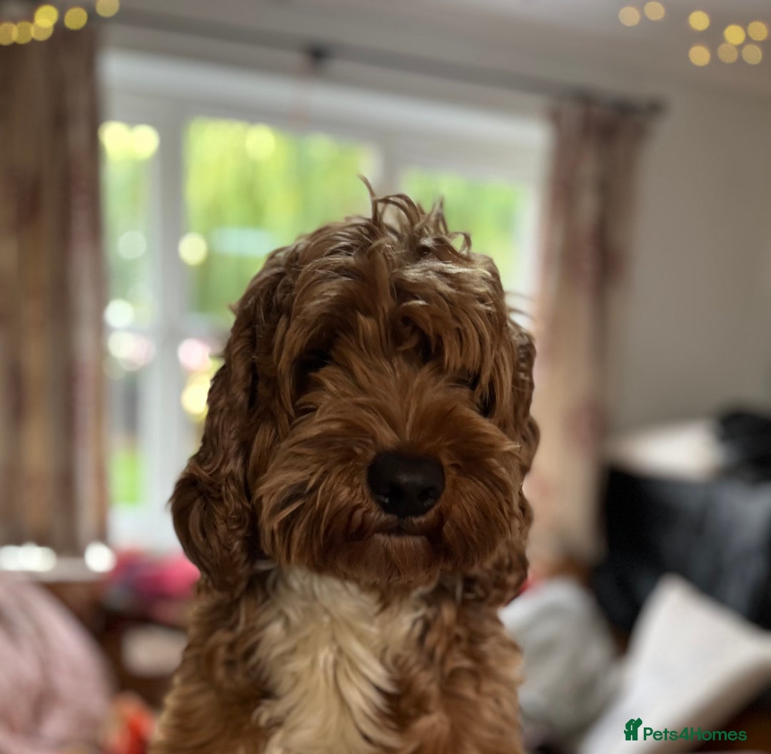 Australian Labradoodle dogs for stud: 100 percentage pure Australian family boy  in Bedford - Image 5