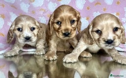 Cocker Spaniel dogs for sale: Health checked Cocker spaniel Puppies - Image 6