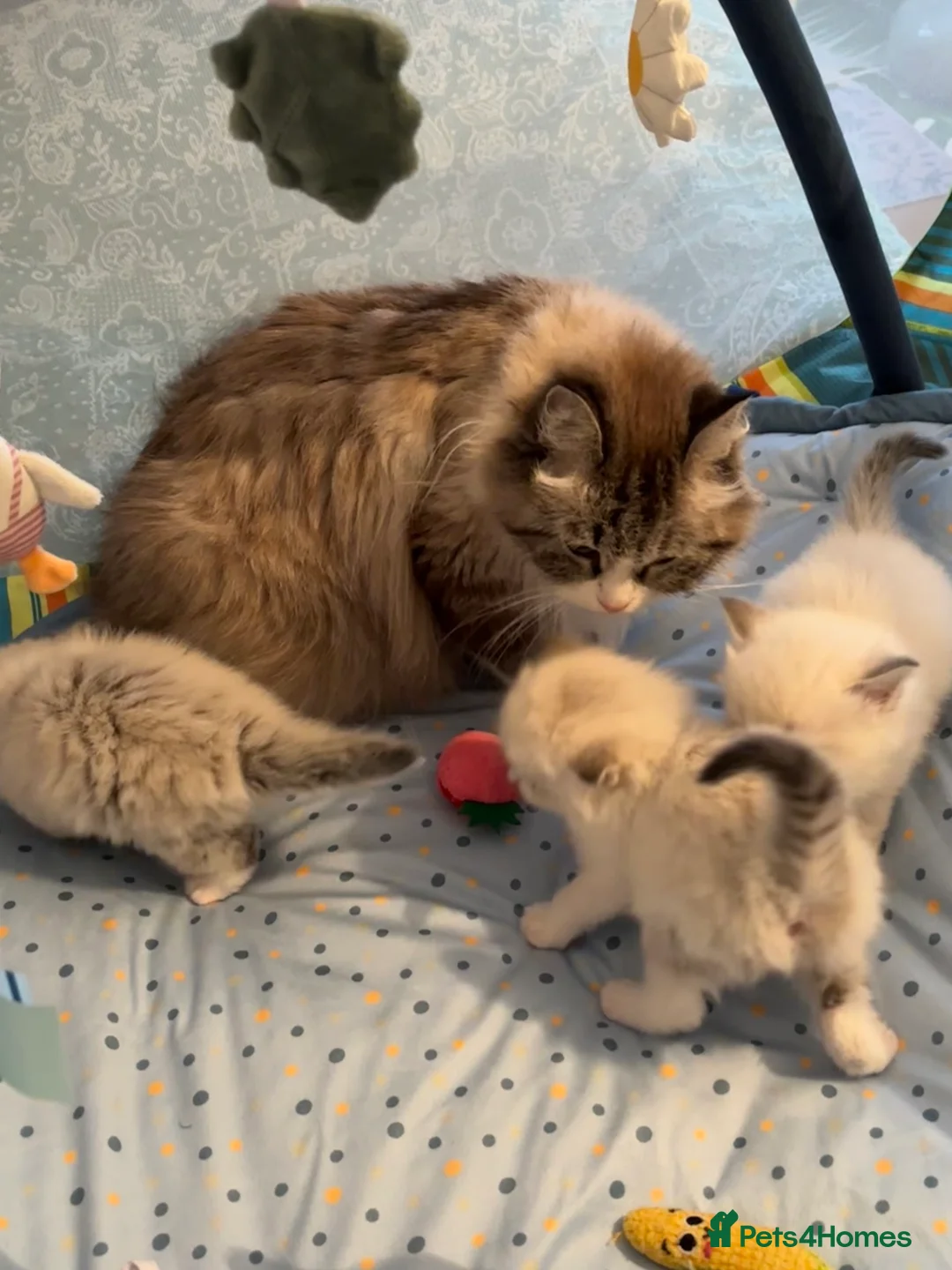 Siberian cats for sale: Siberian Kittens Neva Masquerade GCCF Registered . - Advert 1