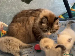 Siberian cats Siberian Kittens Neva Masquerade GCCF Registered . - Advert 3