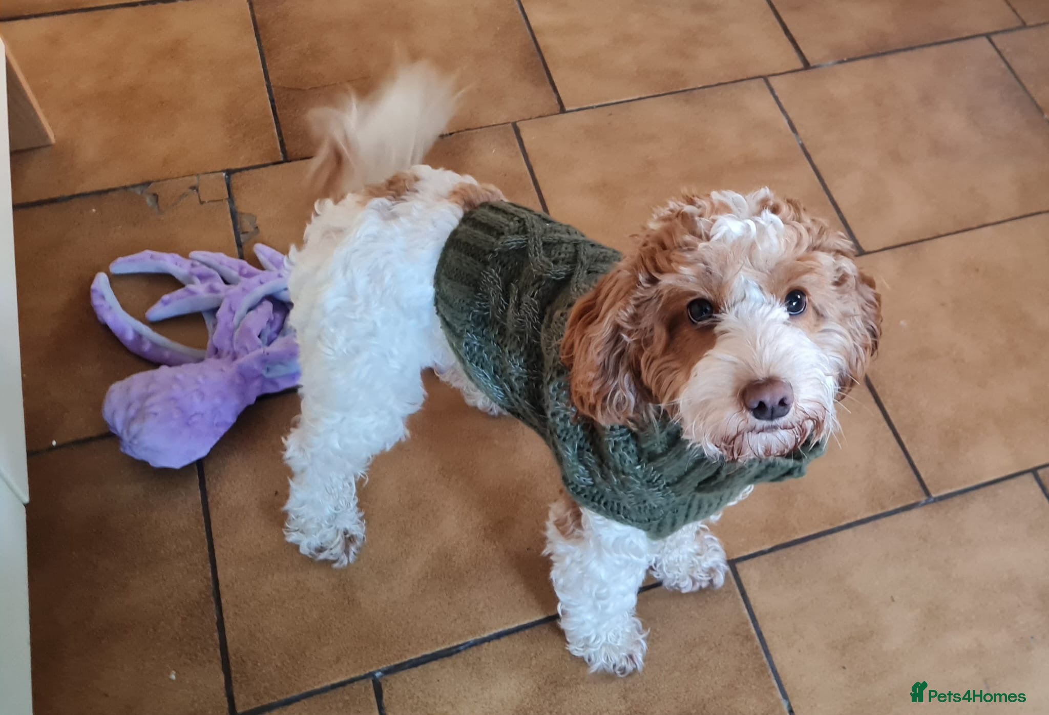 Cockapoo dogs Rehoming 12 month old Cockapoo - Advert 1