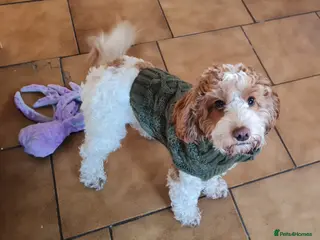 Cockapoo dogs Rehoming 12 month old Cockapoo - Advert 1