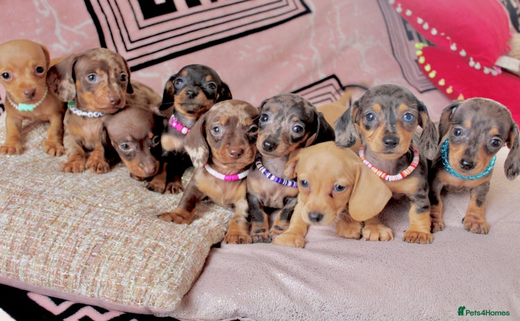 Miniature Dachshund dogs - Advert 3