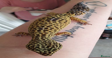 Leopard Gecko reptiles - Advert 10