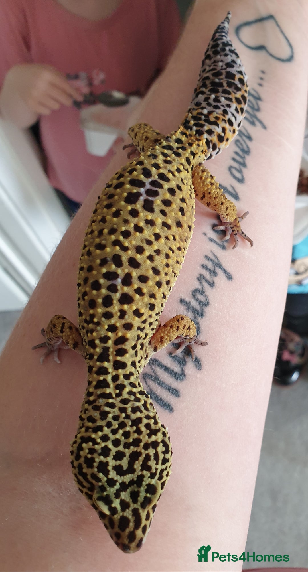 Leopard Gecko reptiles for sale: Female Leopard Gecko - Image 2