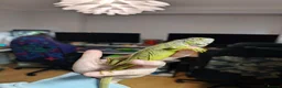 Mixed Breed reptiles for sale: Reptiles for sale mix of different ones  - Advert 7