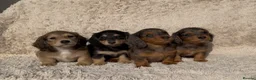 Miniature Dachshund dogs for sale: Miniature longhaired dachshunds  - Advert 3