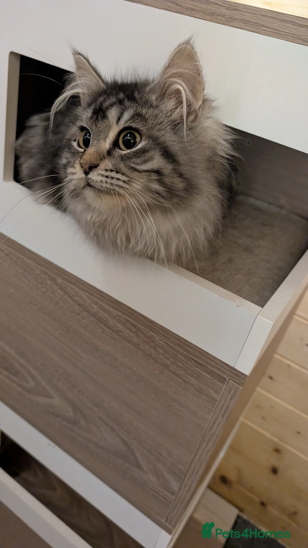 Maine Coon cats for sale: Maine Coon Pedigree kittens - Advert 11