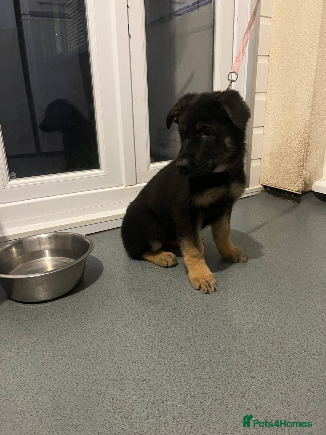 German Shepherd dogs for sale: KC registered pups with paperwork,German shepherd  - Advert 2