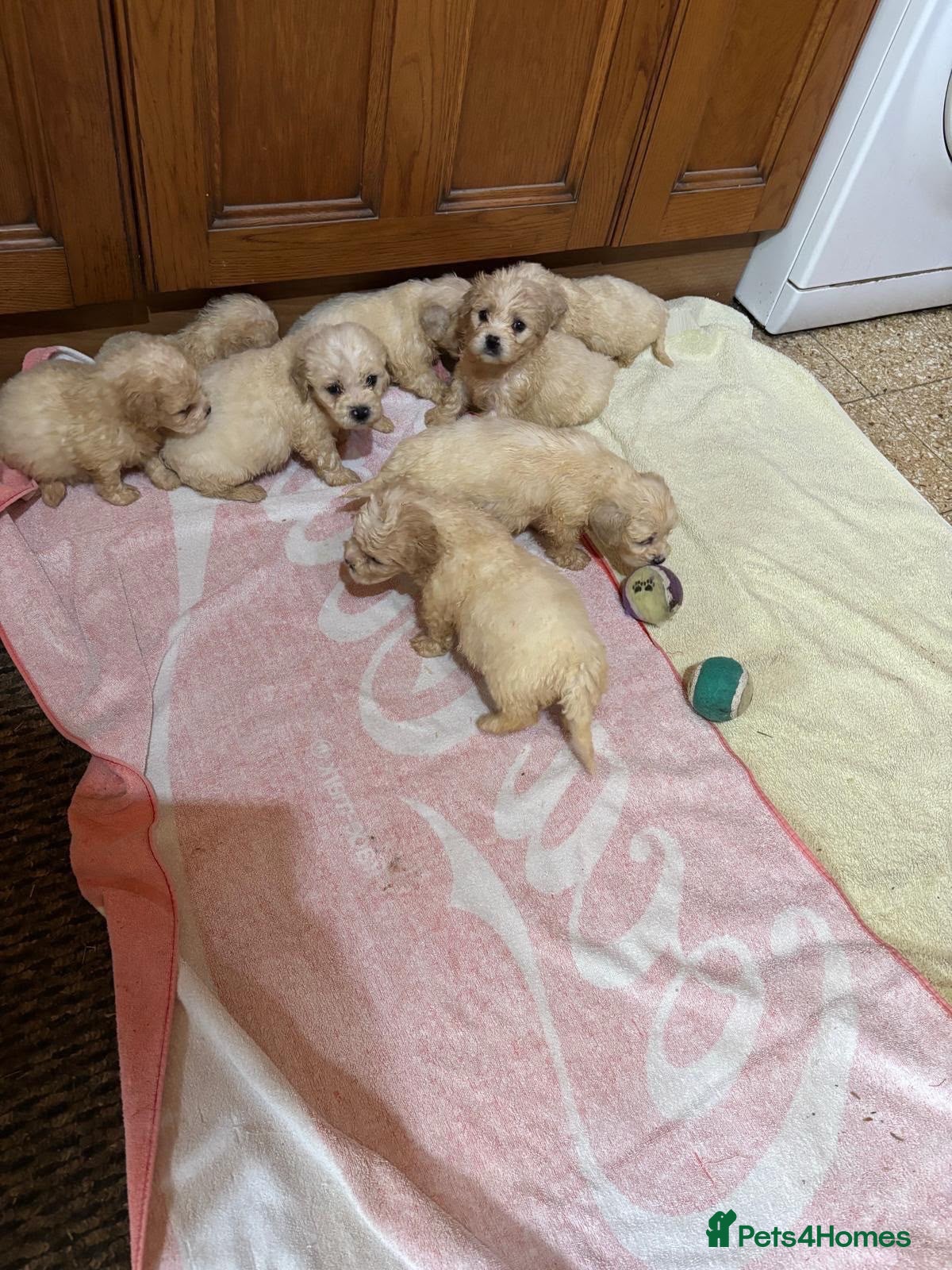 Cavapoochon dogs Cavapoochon puppies  - Advert 10