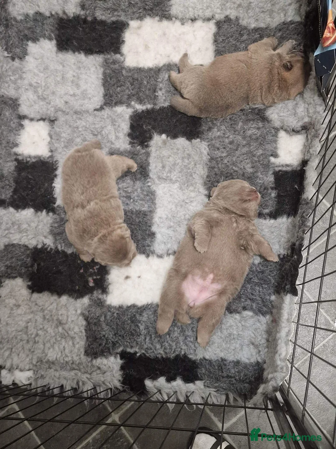 Chow Chow dogs for stud: SUMO- lilac, chocolate, rainbow producer in Cheltenham - Advert 22