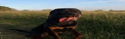 Rottweiler dogs for sale: Pedigree Male Stud Rottweiler Puppy  - Advert 5