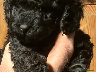 Cockapoo dogs COCKAPOO PUPPIES RED & BLACK in CAMBRIDGESHIRE - Advert 4