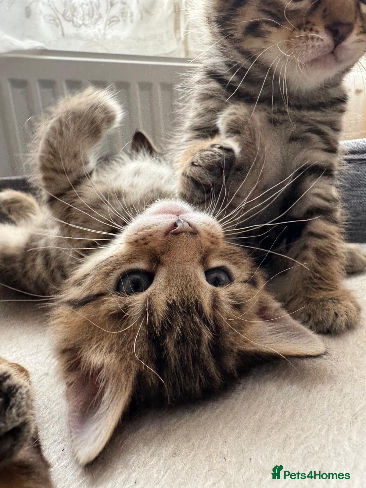 Bengal cats for sale: Adorable little creatures, bengals - Advert 20