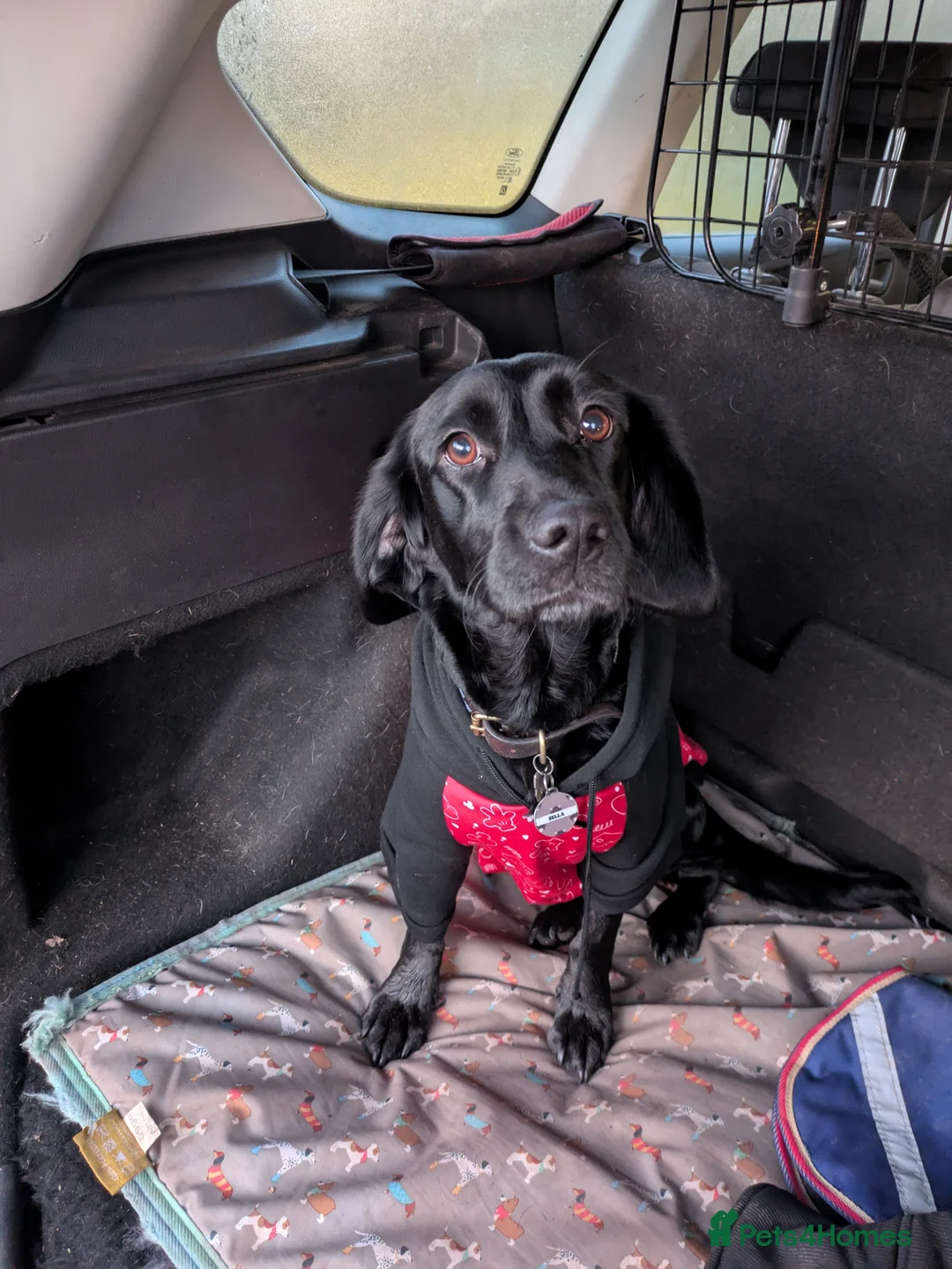 Springador dogs for sale: 3 year old female Springador  - Advert 1