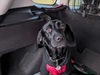 Springador dogs 3 year old female Springador - Advert 1