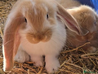 French Lop rabbits Beautiful French Lop bunnies - Advert 1