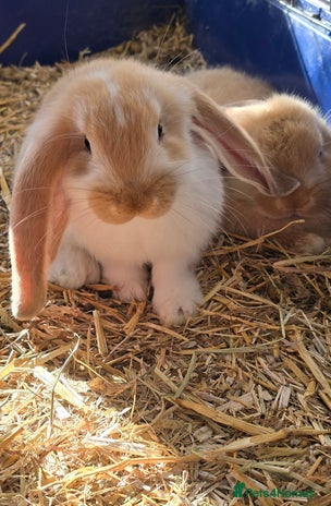 French Lop rabbits Beautiful French Lop bunnies - Advert 1