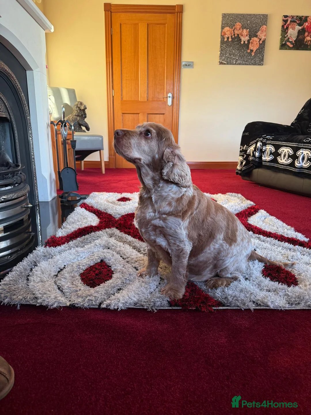 Cocker Spaniel dogs for sale: Female Show Cocker Spaniel - Advert 8